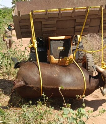 கரூர் மாநகராட்சி ராயனூர் அருகே மர்மமான முறையில் காட்டெருமை உயிரிழப்பு