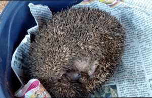 கரூரில் அரிய வகை உயிரினம் வனத்துறை மீட்பு “Thorny rat”