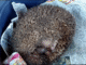 கரூரில் அரிய வகை உயிரினம் வனத்துறை மீட்பு “Thorny rat”