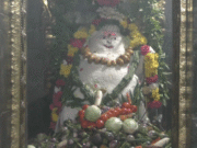 ஸ்ரீ காசி விஸ்வநாதர் சுவாமி ஆலயத்தில் அன்னாபிஷேகம்